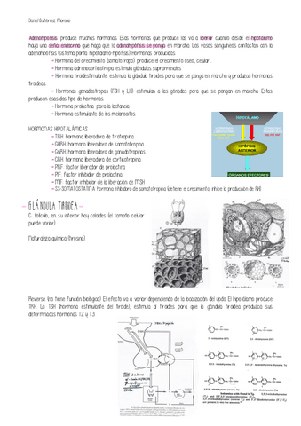 TEMA-9-PARTE-2-FISIOLOGIA.pdf