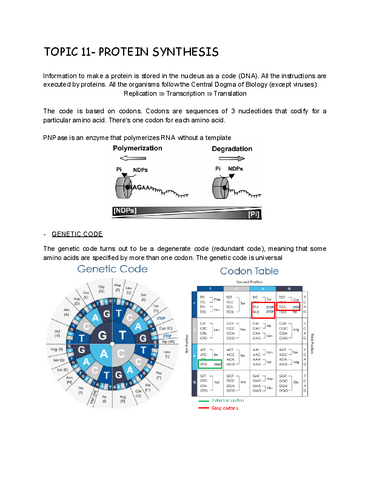 TOPIC-11-PROTEIN-SYNTHESIS.pdf