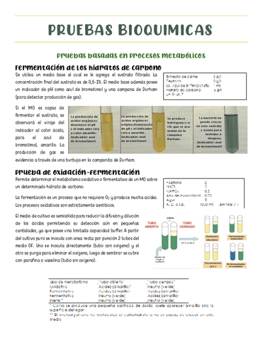 2P-Pruebas-Bioquimicas.pdf