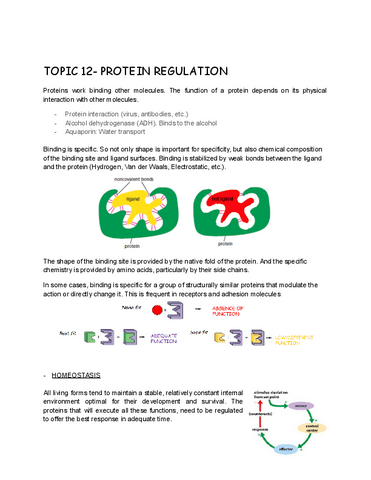 TOPIC-12-PROTEIN-REGULATION.pdf