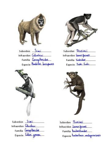 Primates-Ejercicio-tg.pdf