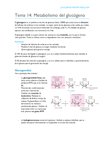 TEMA 14. Metabolismo del glucógeno.pdf