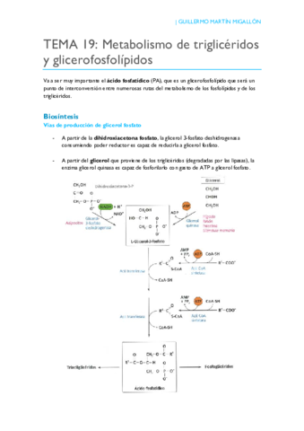 TEMA 19. Metabolismo de triglicéridos y glicerofosfolípidos.pdf