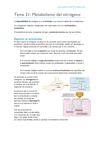 TEMA 21. Metabolismo del nitrógeno.pdf