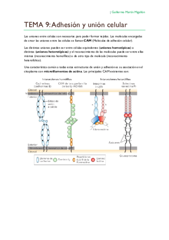 TEMA 9. Adhesión y unión celular.pdf