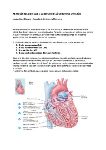 anatomia-del-sistema-de-conduccion-electrico-del-corazon.pdf