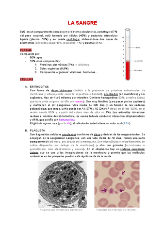 2.7-Tejido-conjuntivo-Sangre-y-hematopoyesis.pdf