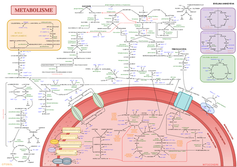 MAPA-POSTER-RUTES-METABOLISME-XL.pdf