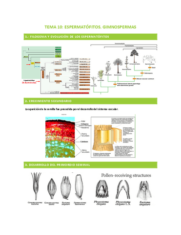 TEMA-10-ESPERMATOFITOS.-GIMNOSPERMAS.pdf