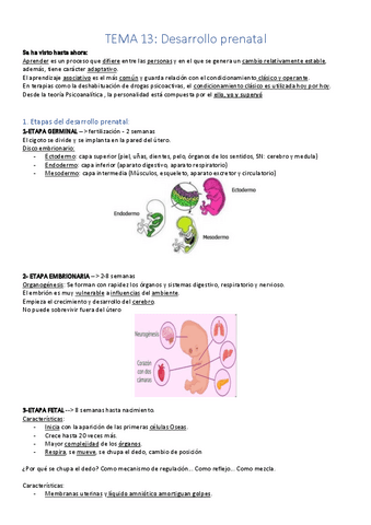 T13-T14-psico-desarrollo-prenatal-dos-primeros-anos..pdf