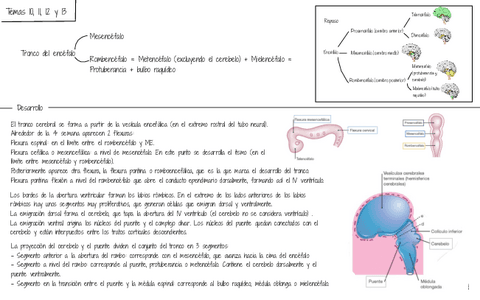 Temas-10-11-y-12.-Tronco-del-encefalo.pdf