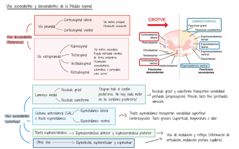Ultraresumenes-Medula-Espinal.pdf
