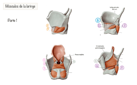 Cartilagos-y-musculos-laringe.pdf