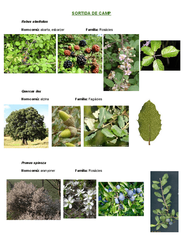 Sortida-de-camp-previ.pdf