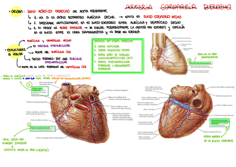 Arteria-coronaria-derecha.pdf