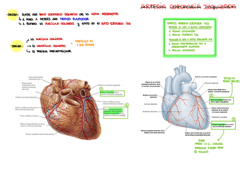 Arteria-coronaria-izquierda.pdf
