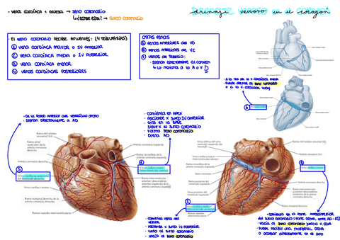 Drenaje-venoso-corazon.pdf