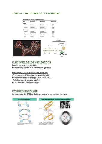 TEMA-16.-ESTRUCTURA-DE-LA-CROMATINA.pdf