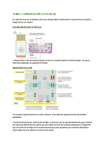TEMA-6.-COMUNICACION-CELULAR-II.pdf
