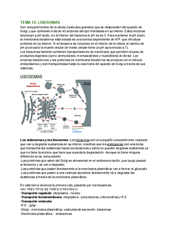TEMA-12.-LISOSOMAS-ENDOCITOSIS.pdf