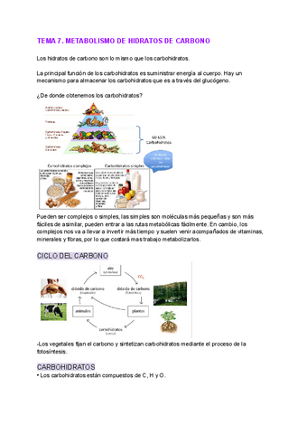 TEMA-7.-METABOLISMO-DE-HC.pdf