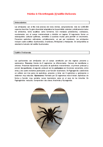 Practica-6.-Filo-Arthropoda-I-Chelicerata.pdf