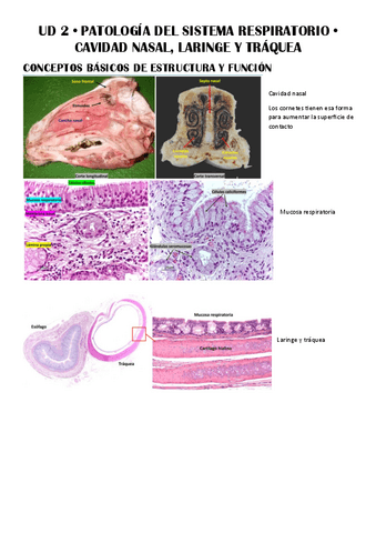 UD-2--Patologia-del-Sistema-Respiratorio.pdf