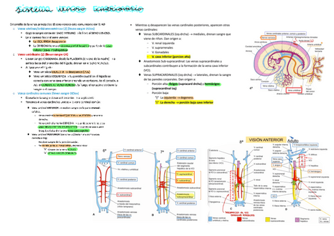 Desarrollo-embrionario-sistema-venoso.pdf
