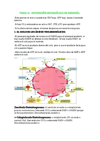 Tema-11-Obtencion-metabolica-de-energia.pdf