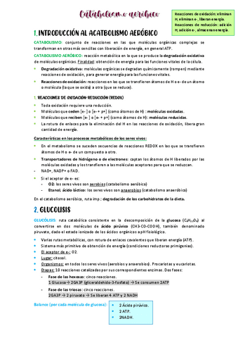 CATABOLISMO-1.pdf