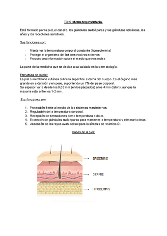 Anatomia T3 Pdf