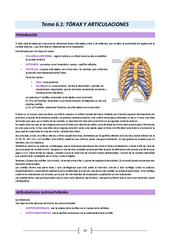 Anatomia-humana-y-embriologia-23-24.-Tema-6.pdf