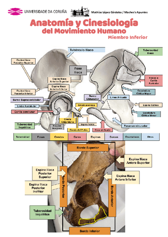 Anatomia-Miembro-Inferior-1-Parte.pdf