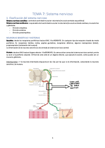 T7-fisio-Sistema-nervioso.pdf