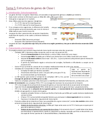 Tema 5 - Estructura de genes de Clase I.pdf