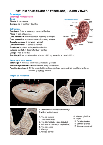 Estudio-comparado-de-estomago-higado-y-bazo.pdf