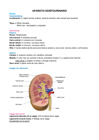 Aparato-genitourinario.pdf