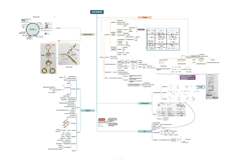 1.1.-ORGANISMES.pdf