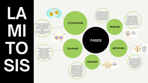 mitosis-mapa.pdf