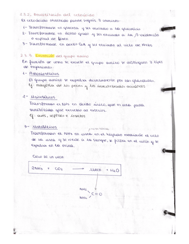 TEMA-METABOLISMO-Catabolismo-parte-2.pdf
