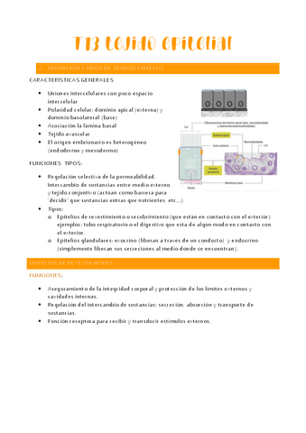 T13-tejido-epitelial.pdf