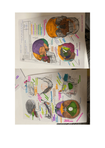 LAMINAS-ANATOMIA.pdf