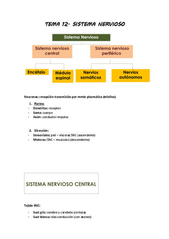 SISTEMA-NERVIOSO.pdf