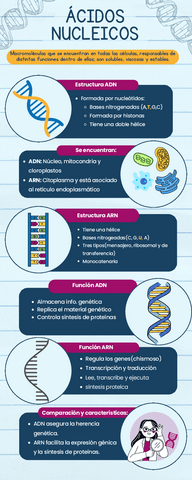 Infografia-acidos-nucleicos.pdf