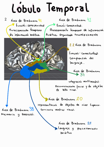 Neuro-lob-temporal-brodmann.pdf