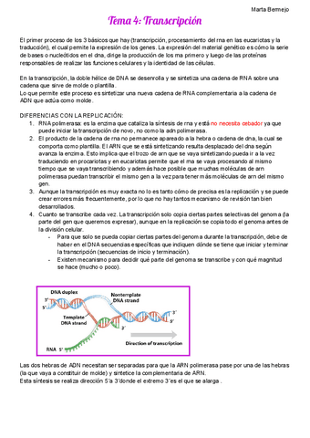 Tema 4. Transcripción. Genética Molecular.pdf