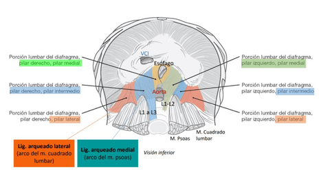 musculos-actualizado.pdf