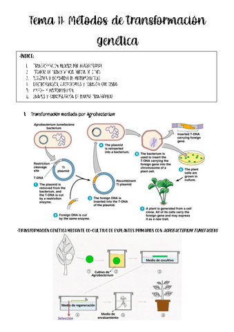 tema-11-biotec-vegetal.pdf