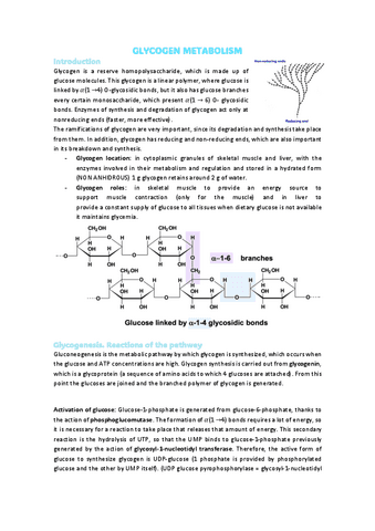 6.GLYCOGEN-METABOLISM.pdf