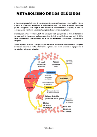Apuntes.-Metabolismo-de-los-Glucidos.pdf